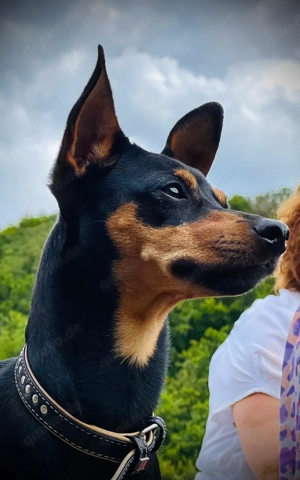 Zwergpinscher Deckrüde mit Erfahrung  Bild 4