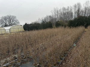 Liguster Heckenpflanzen   kräftige Qualität | ab 3     Stücke 