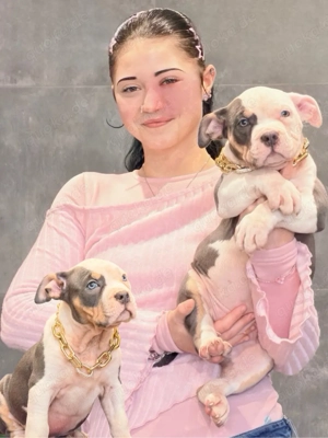 American Bully Tricolor XL