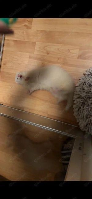 2 junge Frettchen Fähen suchen zuhause 