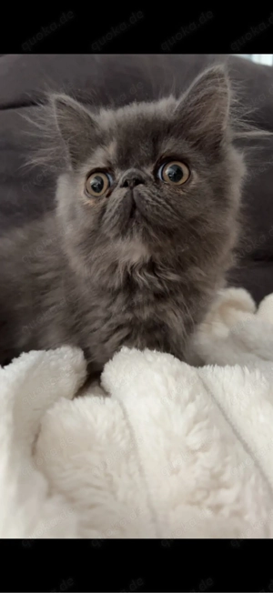 Katze sucht ein neues Zuhause