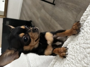 Wunderschöner Chihuahuarüde zu verkaufen