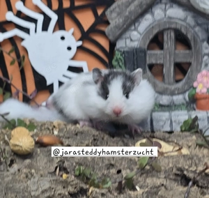 Extrem HANDZAHME FLAUSCHIGE Teddyhamster Satinglanz  Bild 2