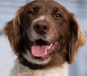 Juni,Spaniel Mischlg. - freundlich und aufgeschlossen.Er liebt Nasenarbeit.