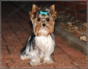 Yorkshire Terrier verschiedene Altersstufen Bild 4