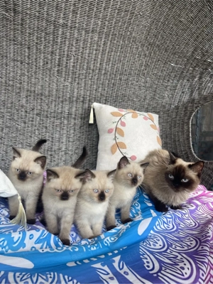 Wunderschöne  Baby Siam-Kätzchen