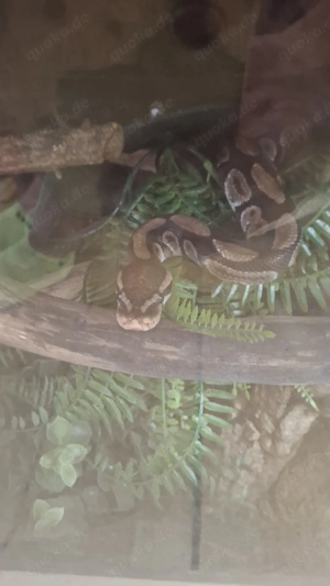    für Reptilen- private auffangstion Bild 4