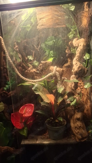    für Reptilen- private auffangstion Bild 6