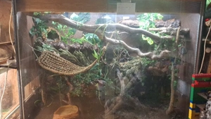    für Reptilen- private auffangstion Bild 2