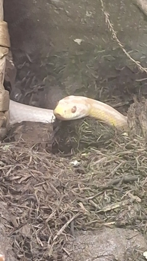    für Reptilen- private auffangstion Bild 5