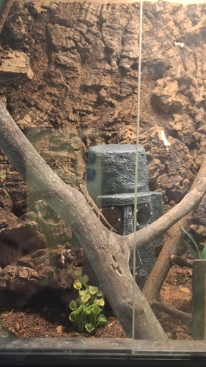    für Reptilen- private auffangstion Bild 9