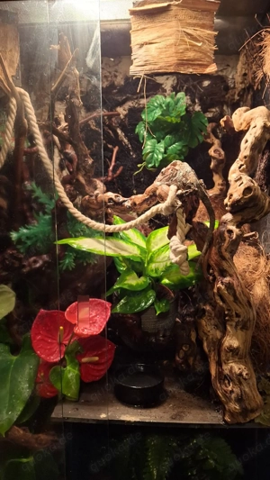    für Reptilen- private auffangstion Bild 7