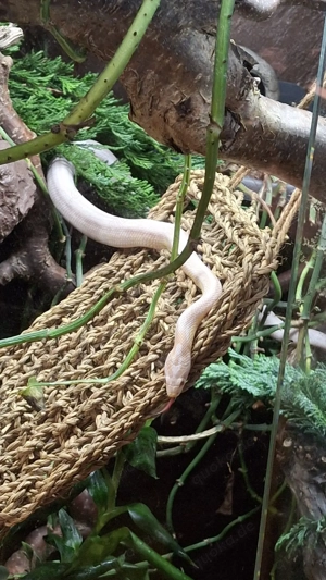    für Reptilen- private auffangstion Bild 8