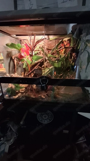    für Reptilen- private auffangstion Bild 3