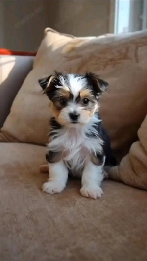 Yorkshire Terrier Welpe.