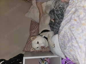 Muss leider meine shiba inu Hündin verkaufen 