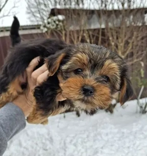 Reinrassige Yorkshire-Terrier-Welpen, 3 Monate alt.