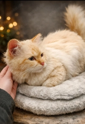 Süßer heilige birma Kater dringend abzugeben 