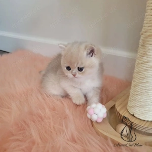 Reinrassiges Britisch Kurzhaar-Kätzchen.