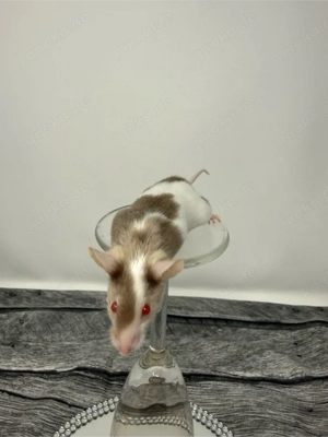 Farbmäuse Männchen Bild 4