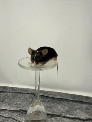 Farbmäuse Männchen Bild 3