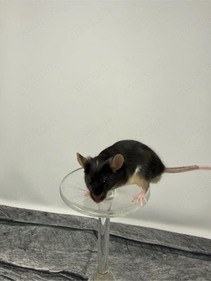 Farbmäuse Männchen