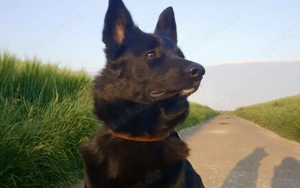 Wer schenkt Hummel ein neues Zuhause?