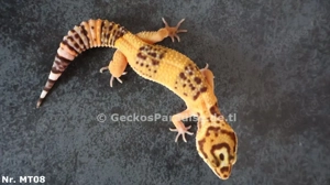 Leopardgecko Tremper Albino Kombinationen Eclipse Raptor Mack Super Snow Pied Mandarin Tangerine