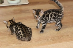 Bengal kitten suchen ein zuhause