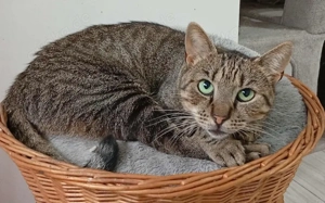 Tigrinya sucht ein empathisches Zuhause