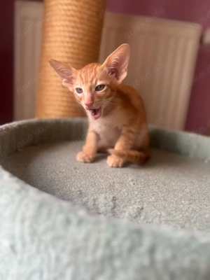 Zwei wunderschöne Orientalen-Kitten OKH & OLH