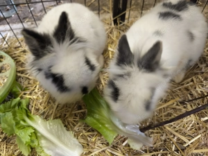 Junge Löwenköpfchen Zwergkaninchen abzugeben