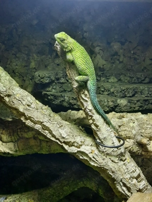 Malachit Stachelleguan Sceloporus malachiticus