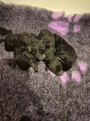 Toypudel welpen Bild 4