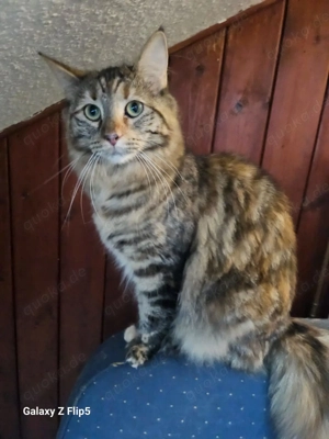 Maine Coon  mischling