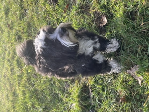 Zuhause gesucht für liebe Malteser-Mischlingshündin 