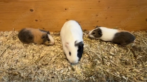 Meerschweinchen Böckchen 