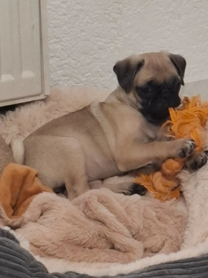 Mops Welpe Hündin 12 Wochen alt