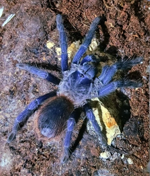 Vogelspinnen L.Sazimai