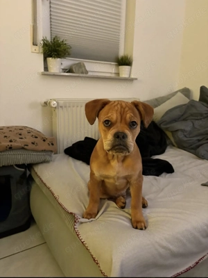 Franz Old englisch Bulldogge 