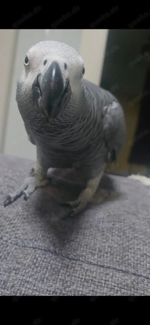 Wunderschöner Papagei verfügbar.  v