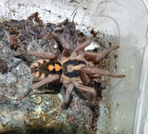 Vogelspinnen Hapalopus sp. Kolumbien