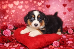 Mini Australian Shepherd 
