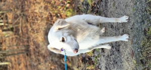 Golden Retriever Mix Hündin, 4 Jahre, kastriert, 