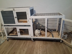 zwergkaninchen weibchen und kastrat 