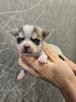 Chihuahua Welpen reinrassig blue und lilac 