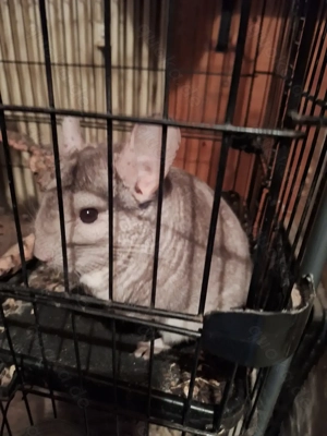 Chinchillas
