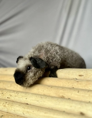 Skinny Pig Meerschweinchen Bock California 