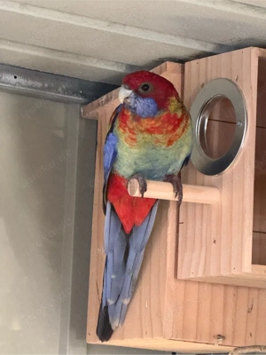 Verkaufe  Pennantsittiche Paar