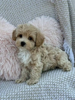 Zwergpudelwelpen WhatsApp: (15510055069)